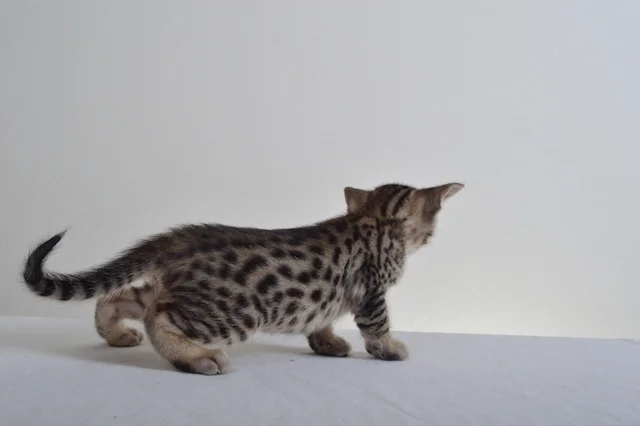 A1 Savannahs F5 Male Austin Savannah Kitten - Savannah Cats and Kittens For Sale 