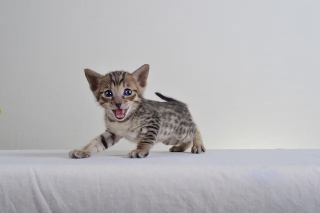 A1 Savannahs F5 Male Austin Savannah Kitten - Savannah Cats and Kittens For Sale 