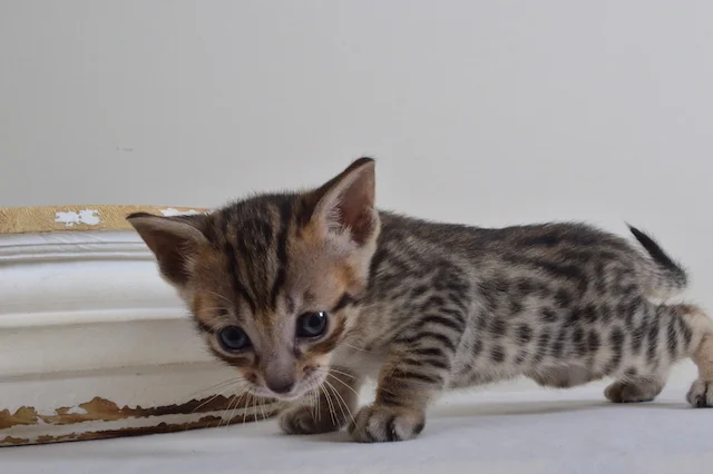 A1 Savannahs F5 Male Austin Savannah Kitten - Savannah Cats and Kittens For Sale 
