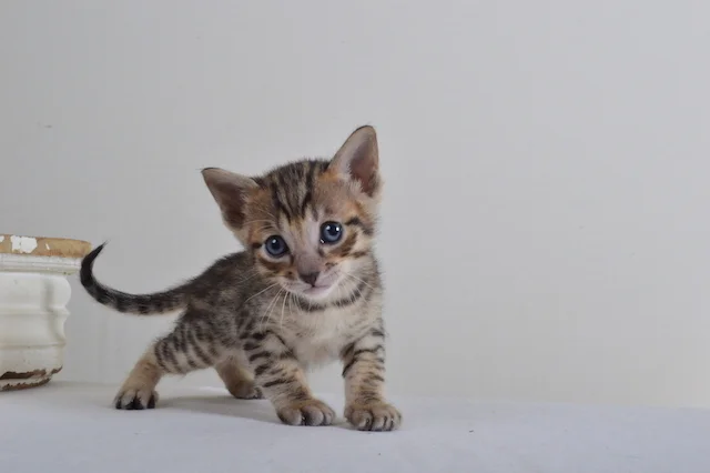 A1Savannahs F5 Male Austin Savannah Kitten - Savannah Cats and Kittens For Sale 