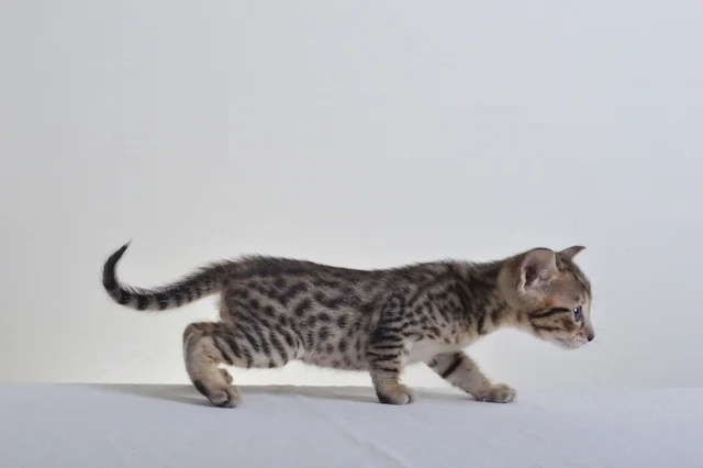 A1Savannahs F5 Male Austin Savannah Kitten - Savannah Cats and Kittens For Sale 