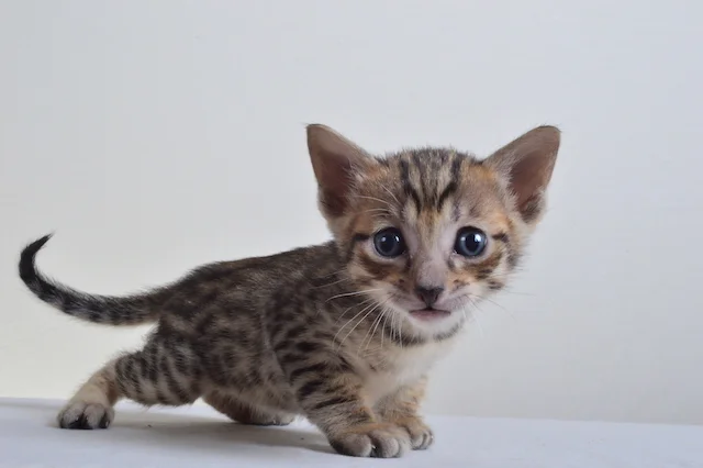 A1Savannahs F5 Male Austin Savannah Kitten - Savannah Cats and Kittens For Sale 