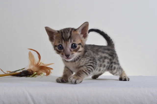 A1Savannahs F5 Male Austin Savannah Kitten - Savannah Cats and Kittens For Sale 