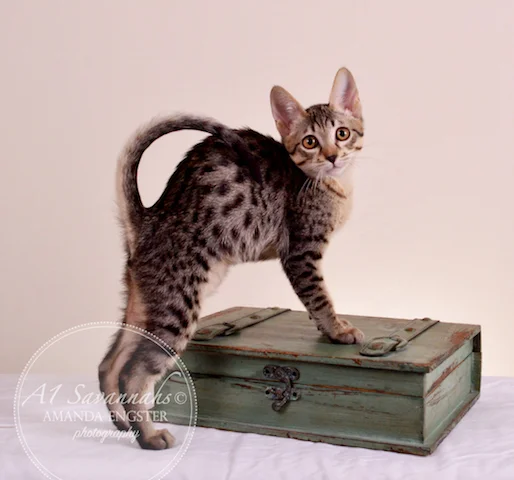 A1Savannahs F5 Male Austin Savannah Kitten - Savannah Cats and Kittens For Sale 
