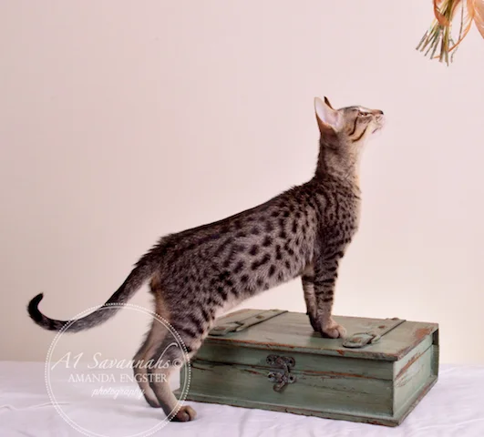 A1Savannahs F5 Male Austin Savannah Kitten - Savannah Cats and Kittens For Sale 