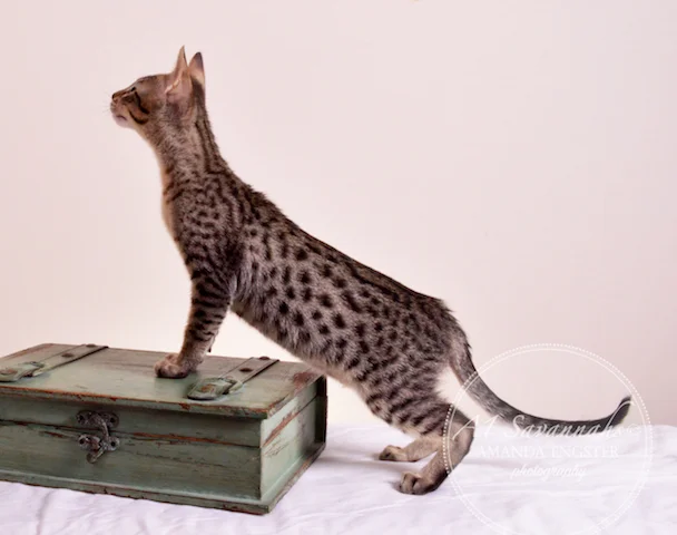 A1Savannahs F5 Male Austin Savannah Kitten - Savannah Cats and Kittens For Sale 