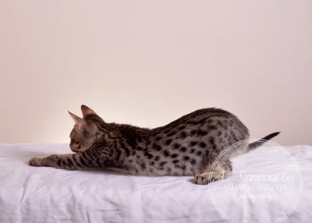 A1Savannahs F5 Male Austin Savannah Kitten - Savannah Cats and Kittens For Sale 