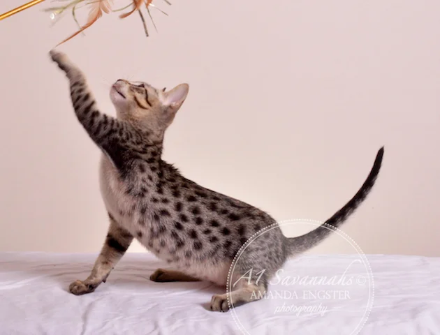 A1Savannahs F5 Male Austin Savannah Kitten - Savannah Cats and Kittens For Sale 