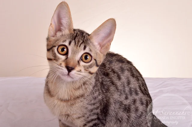 A1Savannahs F5 Male Austin Savannah Kitten - Savannah Cats and Kittens For Sale 