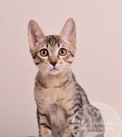 A1Savannahs F5 Male Austin Savannah Kitten - Savannah Cats and Kittens For Sale 