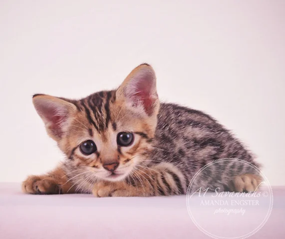 A1Savannahs F3 Male Tobias Savannah Kitten - Savannah Cats and Kittens For Sale 