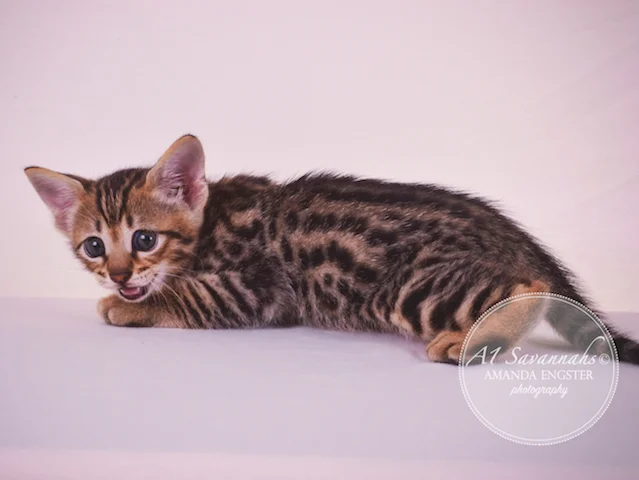 A1Savannahs F3 Male Tobias Savannah Kitten - Savannah Cats and Kittens For Sale 