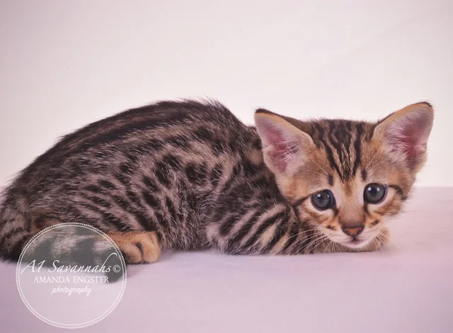 A1Savannahs F3 Male Tobias Savannah Kitten - Savannah Cats and Kittens For Sale 