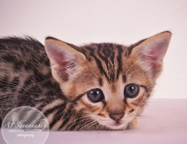 A1Savannahs F3 Male Tobias Savannah Kitten - Savannah Cats and Kittens For Sale 