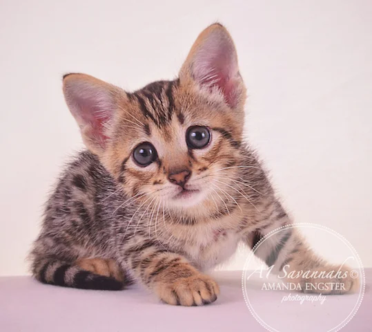 A1Savannahs F3 Male Tobias Savannah Kitten - Savannah Cats and Kittens For Sale 