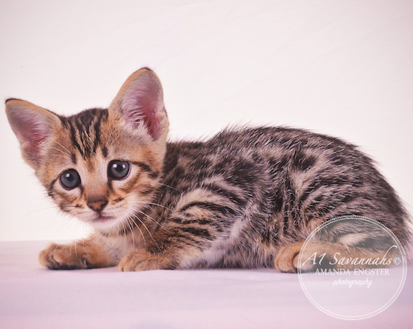 A1Savannahs F3 Male Tobias Savannah Kitten - Savannah Cats and Kittens For Sale 