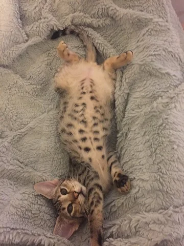 A1Savannahs F3 Male Tobias Savannah Kitten - Savannah Cats and Kittens For Sale 