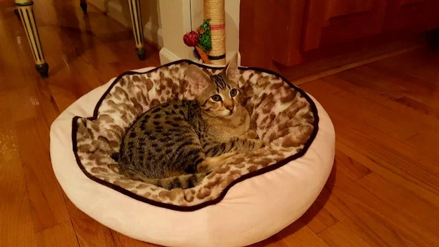 A1Savannahs F3 Male Tobias Savannah Kitten - Savannah Cats and Kittens For Sale 
