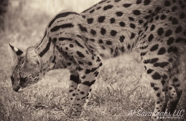 A1Savannahs Serval Female Amun Ra - Savannah Cats and Kittens For Sale 