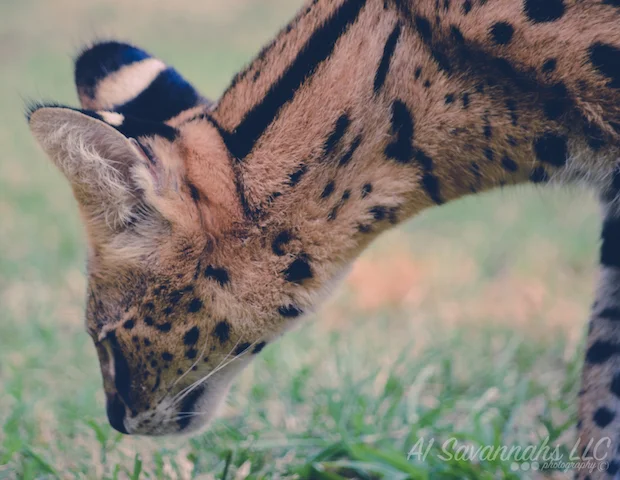 A1Savannahs Serval Female Amun Ra - Savannah Cats and Kittens For Sale 