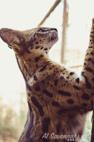 A1Savannahs Serval Female Amun Ra - Savannah Cats and Kittens For Sale 