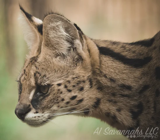 A1Savannahs Serval Female Amun Ra - Savannah Cats and Kittens For Sale 