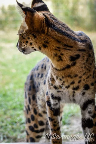 A1Savannahs Serval Female Amun Ra - Savannah Cats and Kittens For Sale 
