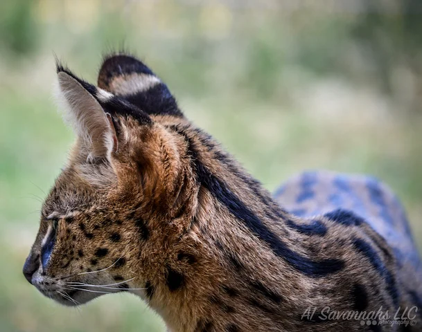 A1Savannahs Serval Female Amun Ra - Savannah Cats and Kittens For Sale 