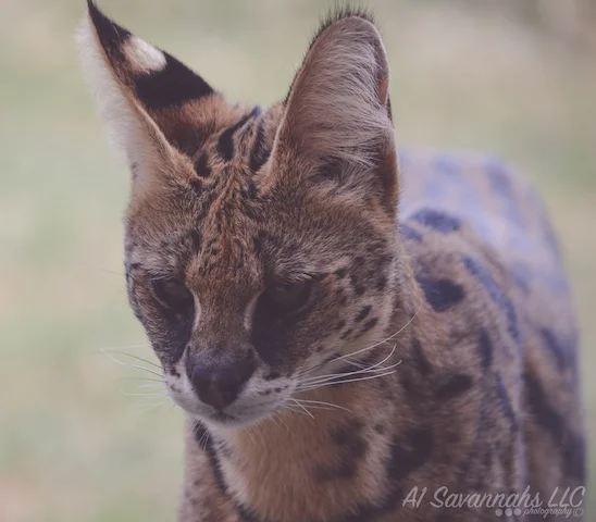 A1Savannahs Serval Female Amun Ra - Savannah Cats and Kittens For Sale 