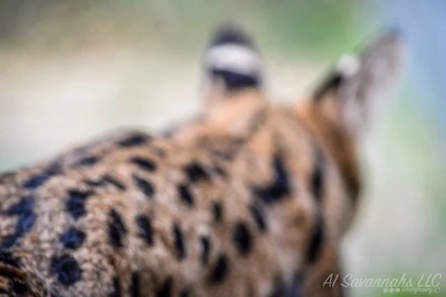 A1Savannahs Serval Female Amun Ra - Savannah Cats and Kittens For Sale 