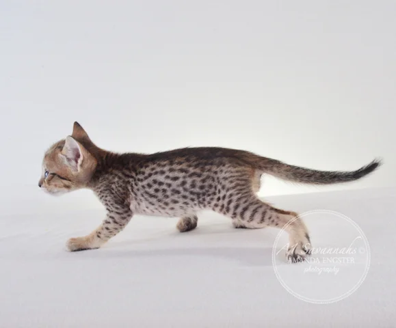 A1Savannahs F5 Male Alex Savannah Kitten - Savannah Cats and Kittens For Sale 