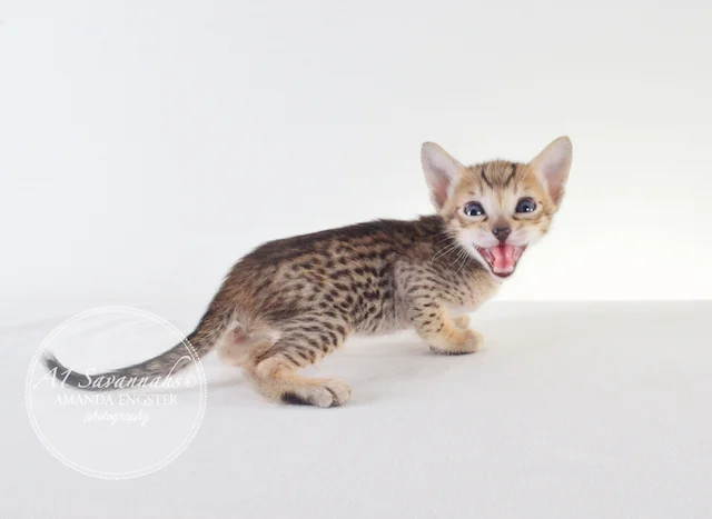 A1Savannahs F5 Male Alex Savannah Kitten - Savannah Cats and Kittens For Sale 