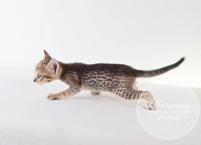 A1Savannahs F5 Male Alex Savannah Kitten - Savannah Cats and Kittens For Sale 