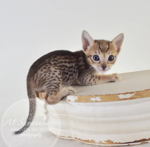 A1Savannahs F5 Male Alex Savannah Kitten - Savannah Cats and Kittens For Sale 