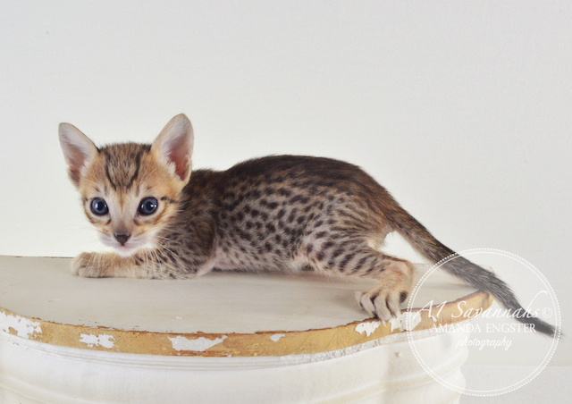 A1 Savannahs Alex F5 Male Savannah Kitten - Savannah Cats and Kittens For Sale 