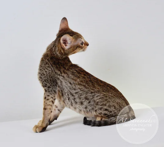 A1Savannahs F5 Male Alex Savannah Kitten - Savannah Cats and Kittens For Sale 