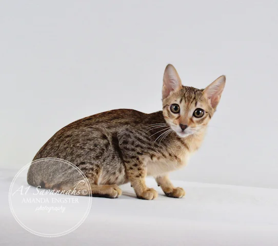 A1Savannahs F5 Male Alex Savannah Kitten - Savannah Cats and Kittens For Sale 