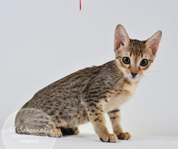 A1Savannahs F5 Male Alex Savannah Kitten - Savannah Cats and Kittens For Sale 