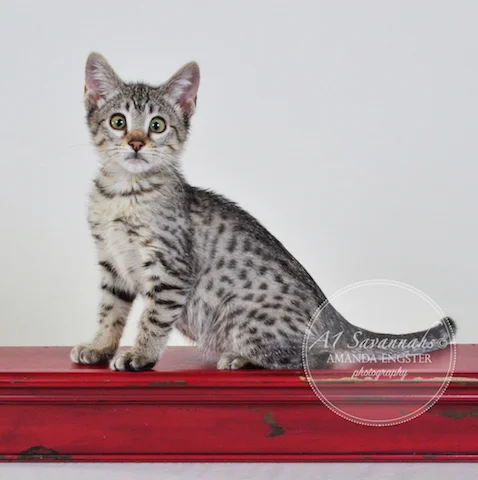 A1Savannahs F5 Female Alise Savannah Kitten - Savannah Cats and Kittens For Sale 