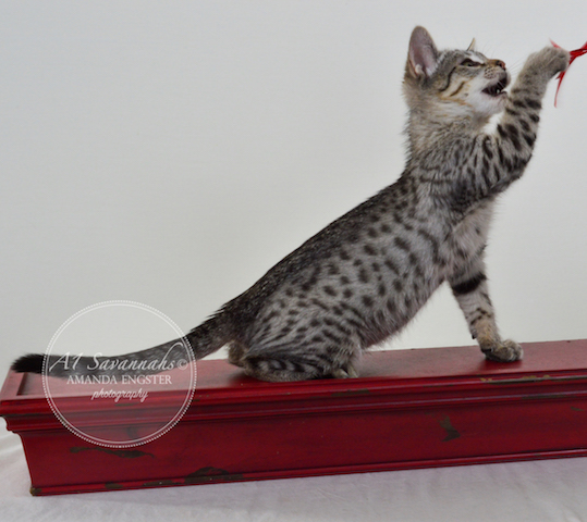 A1Savannahs F5 Female Alise Savannah Kitten - Savannah Cats and Kittens For Sale 