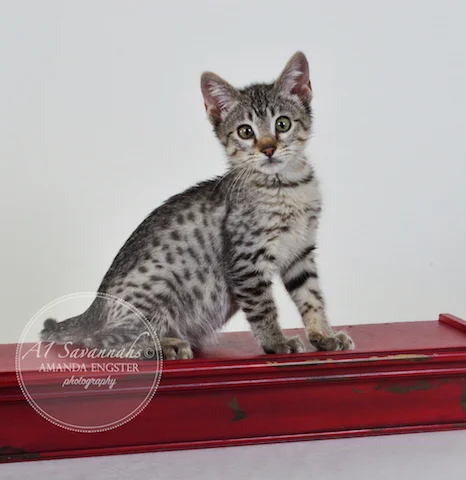 A1Savannahs F5 Female Alise Savannah Kitten - Savannah Cats and Kittens For Sale 