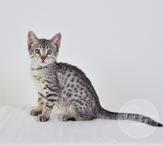 A1Savannahs F5 Female Alise Savannah Kitten - Savannah Cats and Kittens For Sale 