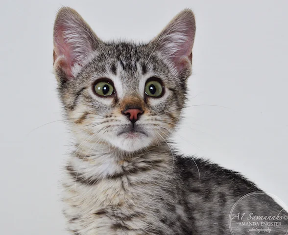 A1Savannahs F5 Female Alise Savannah Kitten - Savannah Cats and Kittens For Sale 