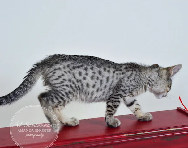 A1Savannahs F5 Female Alise Savannah Kitten - Savannah Cats and Kittens For Sale 