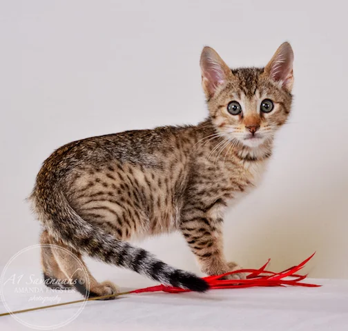 A1Savannahs F5 Male Andre Savannah Kitten - Savannah Cats and Kittens For Sale
