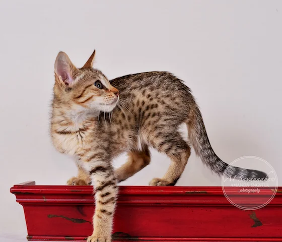 A1Savannahs F5 Male Andre Savannah Kitten - Savannah Cats and Kittens For Sale 
