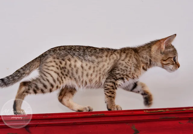 A1Savannahs F5 Male Andre Savannah Kitten - Savannah Cats and Kittens For Sale 