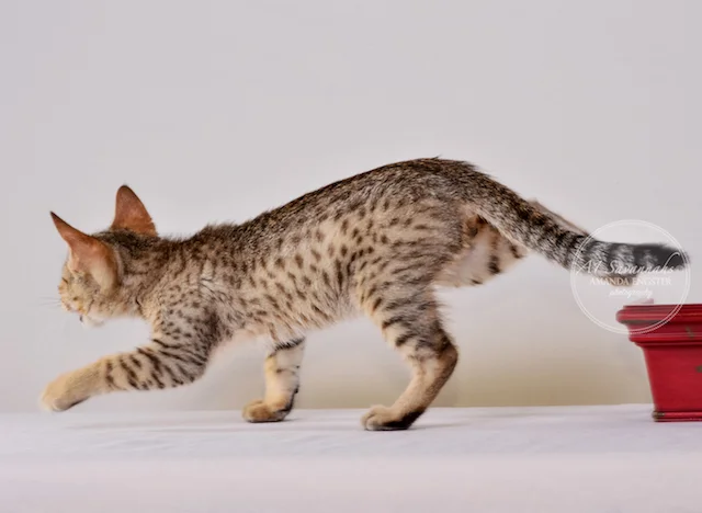 A1Savannahs F5 Male Andre Savannah Kitten - Savannah Cats and Kittens For Sale 