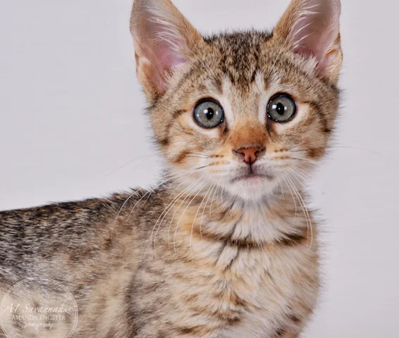 A1Savannahs F5 Male Andre Savannah Kitten - Savannah Cats and Kittens For Sale 