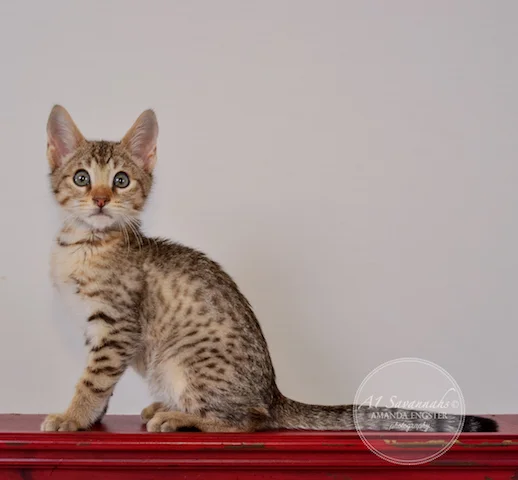 A1Savannahs F5 Male Andre Savannah Kitten - Savannah Cats and Kittens For Sale 